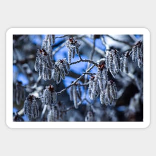 Frosted Buds on a Tree. Sticker